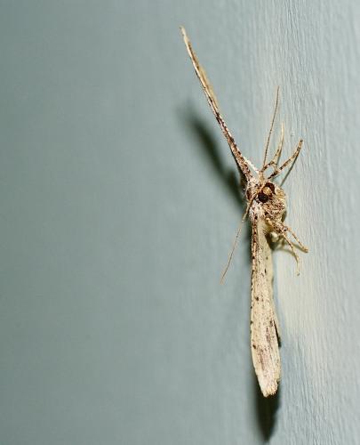 Menophra abruptaria